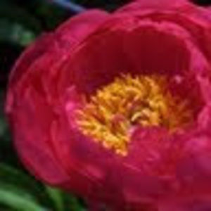 Meet your Posher, Rose